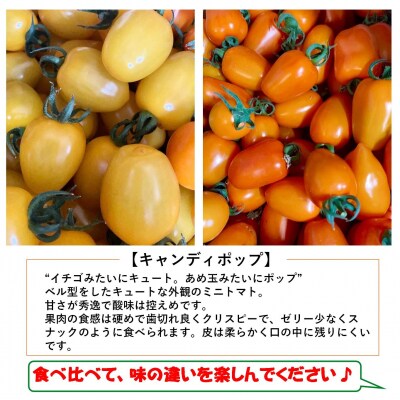 <2026年7月上旬よりお届け>北海道壮瞥産　彩りミニトマト約2.7kg SBTO004