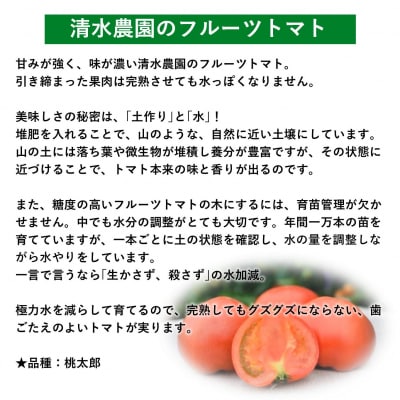 <2025年6月下旬よりお届け>北海道壮瞥産 こだわりフルーツトマト　20玉以上 SBTO003