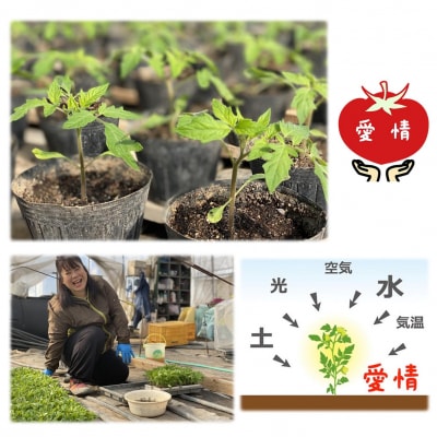 <2025年6月下旬よりお届け>北海道壮瞥産 こだわりフルーツトマト　20玉以上 SBTO003