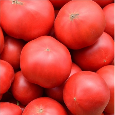 <2026年6月下旬よりお届け>北海道壮瞥産 こだわりフルーツトマト　20玉以上 SBTO003