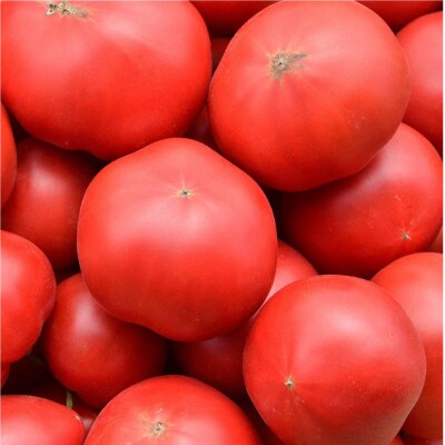 <2026年6月下旬よりお届け>【糖度10度以上】こだわりフルーツトマト 20玉以上 SBTO005