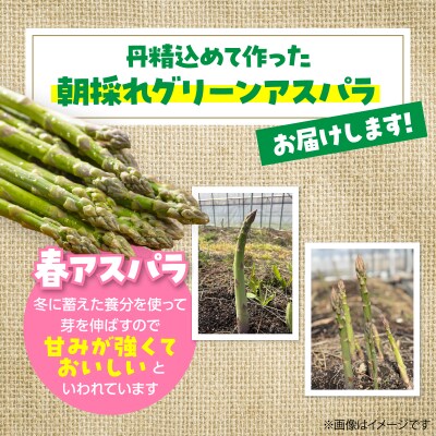 <2027年4月上旬よりお届け>春採りグリーンアスパラM～LL混合　約800g SBTR005