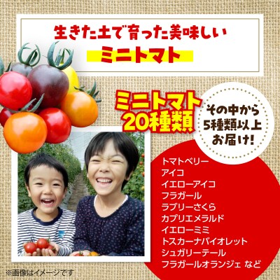 大作農園の『カラフルミニトマト』約500gと『セミドライトマトオイル漬け』のセット SBTR008