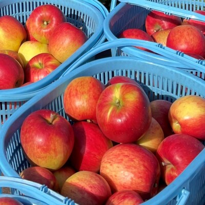 <2025年10月下旬よりお届け>壮瞥町産りんご「シナノスイート」約5kg SBTF012