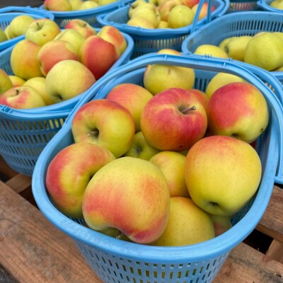 <2026年11月中旬よりお届け> 壮瞥町産りんご 「ぐんま名月」8～10玉約3kg SBTF004