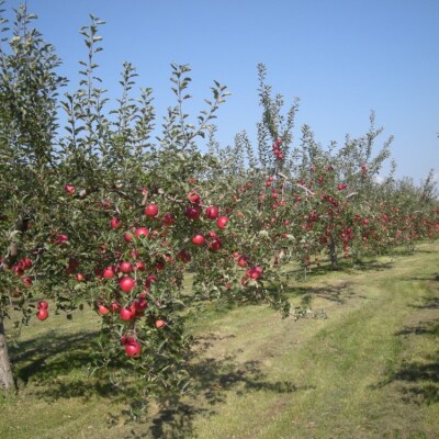 <2026年9月下旬よりお届け> 壮瞥町産りんご「サンつがる」14～18玉約5kg SBTF010