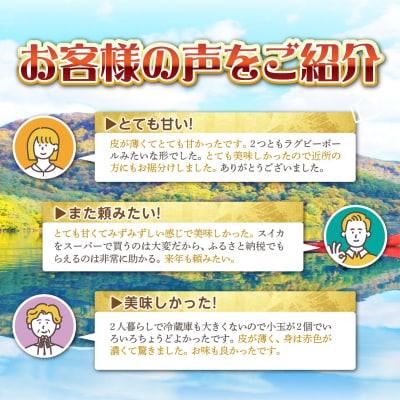 <2026年8月上旬よりお届け>新山すいか (マダーボール)Lサイズ2玉 SBTN002