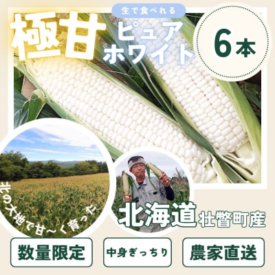 <2026年8月中旬よりお届け>ホワイトコーン「ピュアホワイト」6本(約2.5Kg)SBTQ004