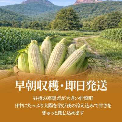 <2026年8月中旬よりお届け>ホワイトコーン「ピュアホワイト」6本(約2.5Kg)SBTQ004