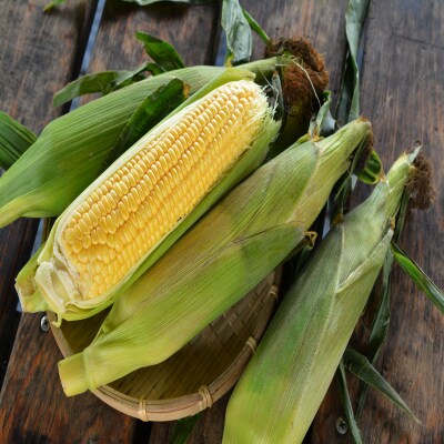 <2026年8月下旬よりお届け>【朝採り】とうもろこし恵味 約10kg(22～25本)SBTL013