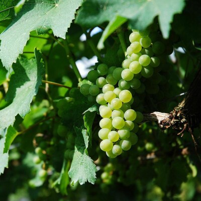 北海道壮瞥産ピノ・ブラン2024(辛口白ワイン) 750ml×2本 SBTA085