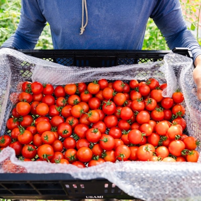 【先行予約】極旨トマトクール便 壮瞥町産　ラビットゴッホ1kg　中玉トマト SBTAJ001