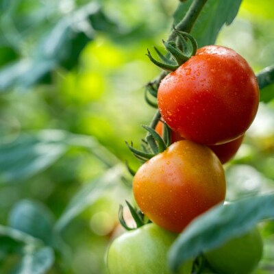 【先行予約】極旨トマトクール便 壮瞥町産　ラビットゴッホ1.5kg　中玉トマト　SBTAJ002