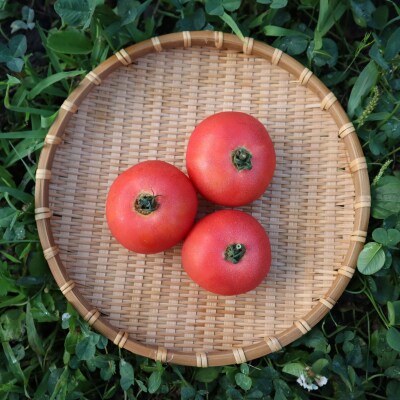 【先行予約】極旨トマトクール便 壮瞥町産　スイート1.5kg 中玉トマト　SBTAJ017