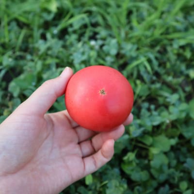 北海道壮瞥町産　スイート2kg　中玉トマト　SBTAJ018