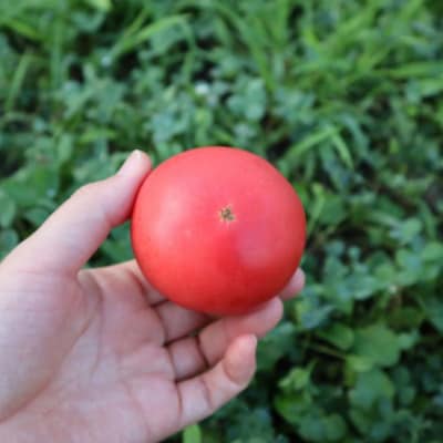 【先行予約】極旨トマトクール便 壮瞥町産　スイート2kg　中玉トマト　SBTAJ018