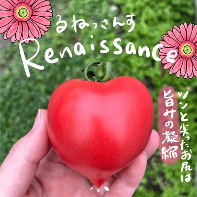 壮瞥町産トマト食べ比べ3種3kg(ラビットゴッホ&ルネッサンス&スイート) SBTAJ024