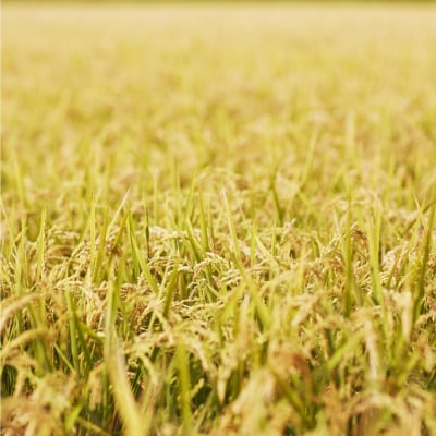 【令和7年産】新山米(ななつぼし)5kg×2袋　10kg SBTC007