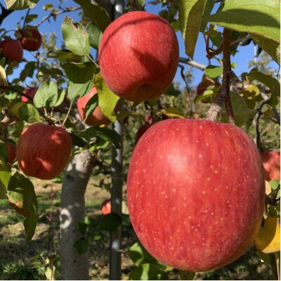 <2月下旬頃よりお届け>壮瞥産りんごサンふじ 中玉約5kg(18～23玉)【贈答用】SBTK016