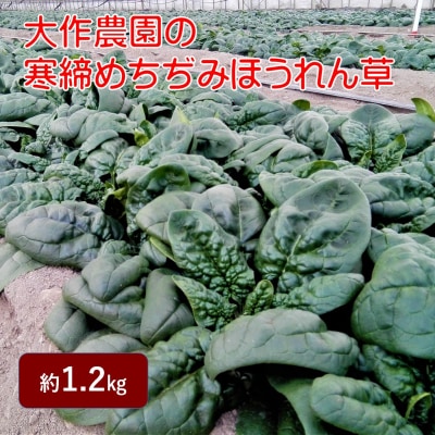 <2025年12月上旬よりお届け>大作農園の寒締めちぢみほうれん草約1.2kg SBTR001