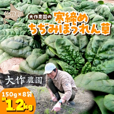 <2026年12月上旬よりお届け>大作農園の寒締めちぢみほうれん草約1.2kg SBTR001