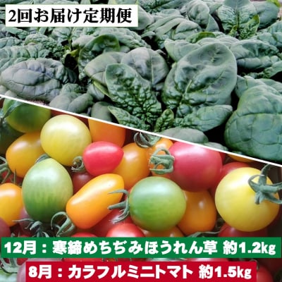 <12月・8月お届け>寒締めちぢみほうれん草・カラフルミニトマト2回　SBTR006