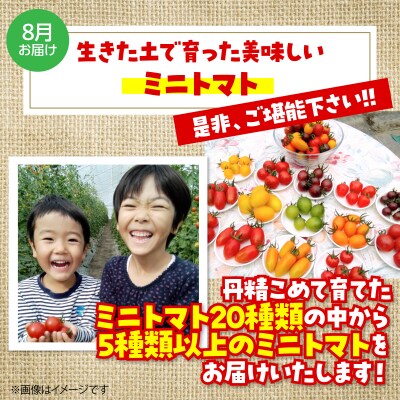 <12月・8月お届け>寒締めちぢみほうれん草・カラフルミニトマト2回お届け　SBTR006