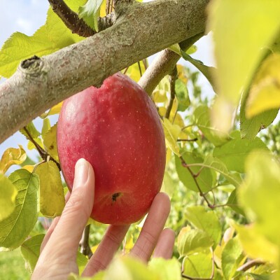 ファームアグリエイトのりんご「早生ふじ」 約5kg(14～18玉)SBTB012