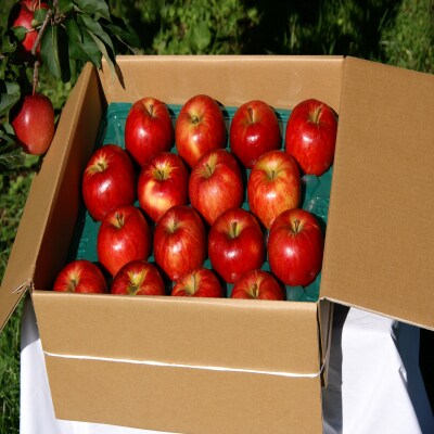 ファームアグリエイトのりんご「早生ふじ」 約5kg(14～18玉)SBTB012