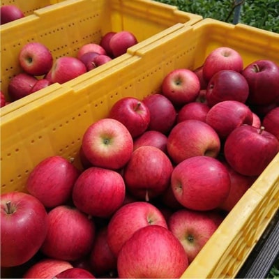 ファームアグリエイトのりんご「シナノスイート」 約5kg(16～20玉)SBTB013