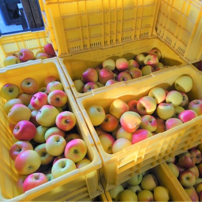 ファームアグリエイトのりんご「ぐんま名月」 約5kg(16～20玉)SBTB014