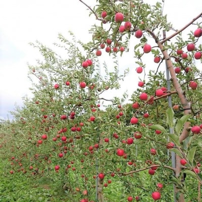 ファームアグリエイトのりんご「サンふじ」 約5kg(16～20玉)SBTB015