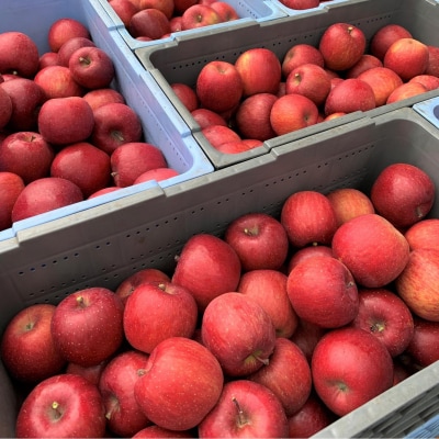 ファームアグリエイトのりんご「サンふじ」 約5kg(16～20玉)SBTB015