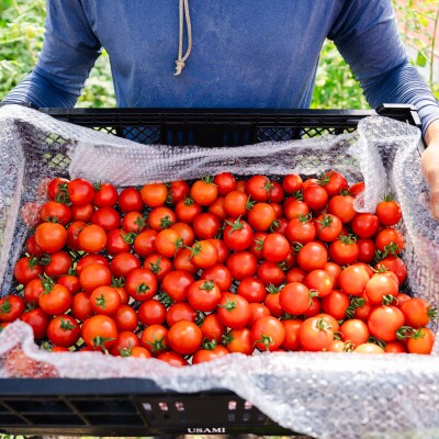 【先行予約】極旨トマトクール便 食べ比べ2種 スイート&ラビットゴッホ 1kg SBTAJ026