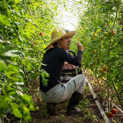 【先行予約】極旨トマトクール便 食べ比べ2種 スイート&ラビットゴッホ 2kg SBTAJ028