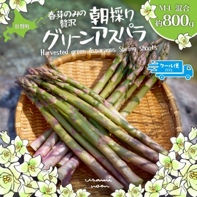 【2026年予約】朝採りグリーンアスパラ(春芽)M-L混合 約800g SBTAJ031