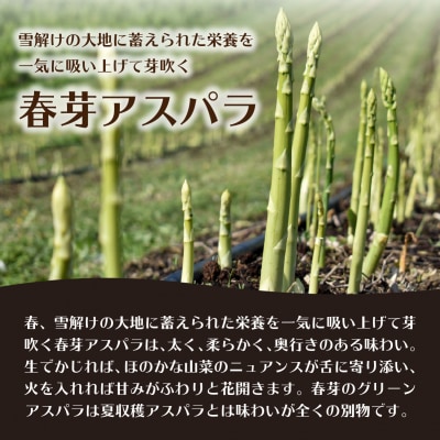 【2026年予約】朝採りグリーンアスパラ(春芽)M-L混合 約4kg SBTAJ036