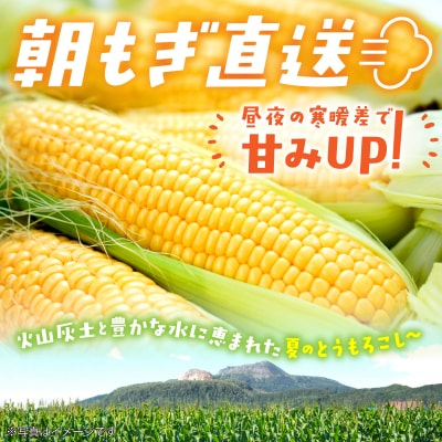 【先行予約】約2.5kg!北海道壮瞥産とうもろこし(恵味)【L～2Lサイズ 5～6本】SBTP014