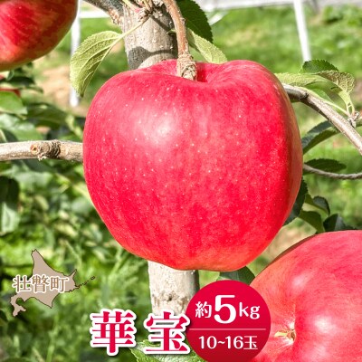 <2026年10月上旬よりお届け>壮瞥町産りんご「華宝」10～16玉約5kg  SBTF015