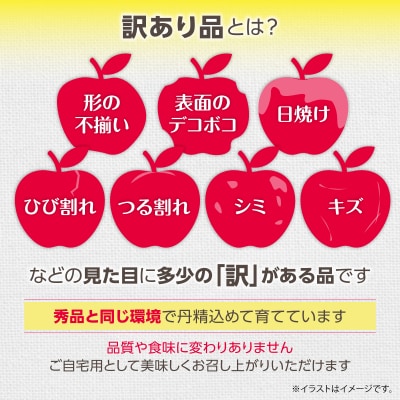 <2026年12月上旬よりお届け>壮瞥町産　訳ありりんご「サンふじ」約10kg SBTF030