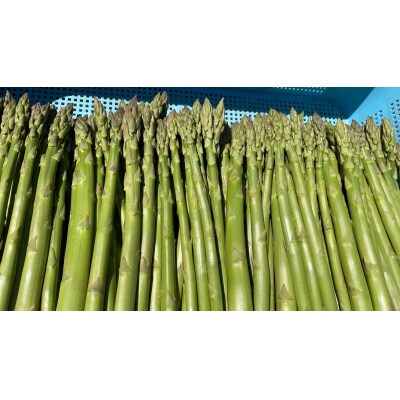 <4月より順次配送>グリーンアスパラ 約1kg(S-L混合) 北海道壮瞥町産 SBTO016