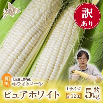 【訳あり】ピュアホワイト(ホワイトコーン)Lサイズ以上12本(約5kg) 朝採り SBTQ016