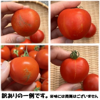 【訳あり】極旨トマトクール便 食べ比べ2種 スイート&ラビットゴッホ 3kg SBTAJ042