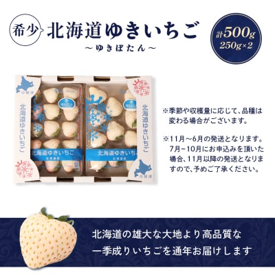 【北海道産】ゆきいちご(白いちご)2Pセット 250g×2 計500g【59001】