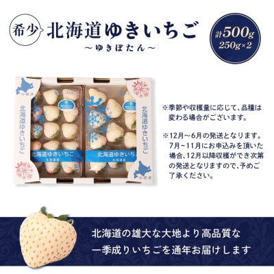 【12月以降、随時発送!】【北海道産】ゆきいちご(白いちご)2Pセット 250g×2【59001】