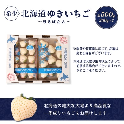 【北海道産】ゆきいちご(白いちご)2Pセット 250g×2【59001】