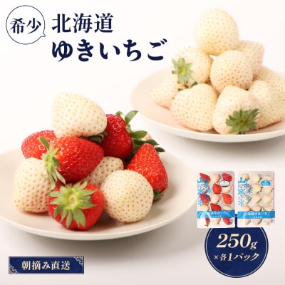 【北海道産】ゆきいちご(ゆきぼたん/すず)白×MIX 2Pセット 各250g×2【5900201】