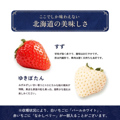 【北海道産】ゆきいちご(ゆきぼたん/すず)白×MIX 2Pセット 各250g×2【5900203】