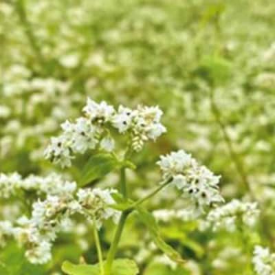 【オーガニック】上原農場 そば打ちセット(そば粉2kg 打ち粉500g)【30003】
