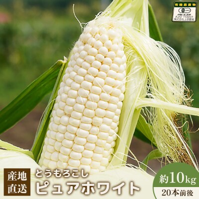 【2026年発送分】有機栽培とうもろこし (ピュアホワイト) 約10kg 約20本前後【66017】